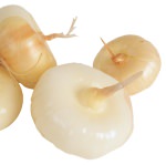 Cipolle e cipolline Cipolle e cipolline