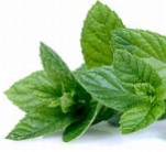 Liquore alla menta Liquore alla menta